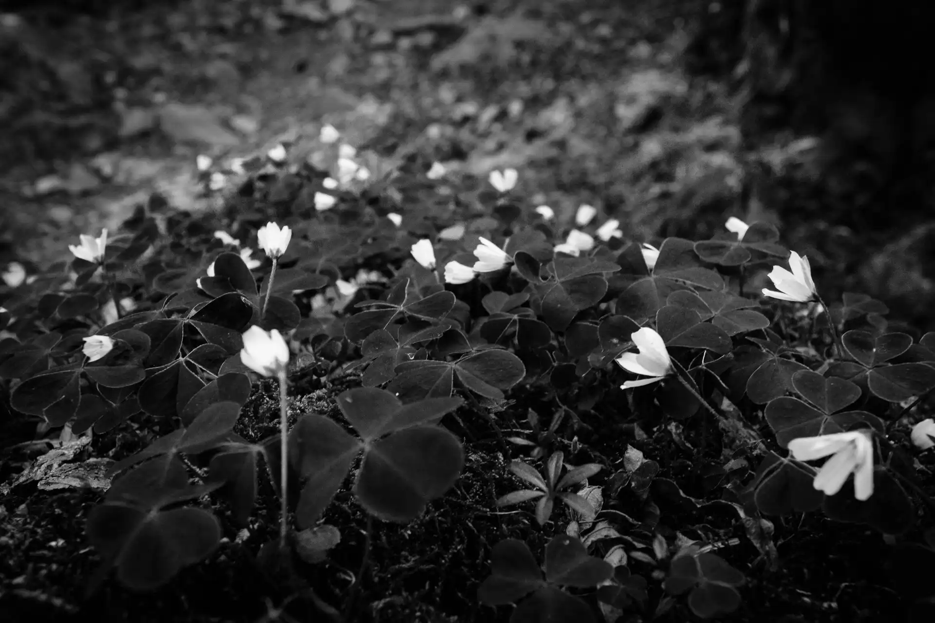 Deep Forest - 27