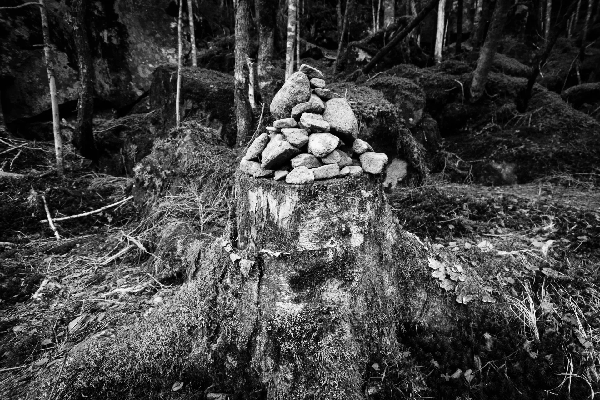 Deep Forest - 28
