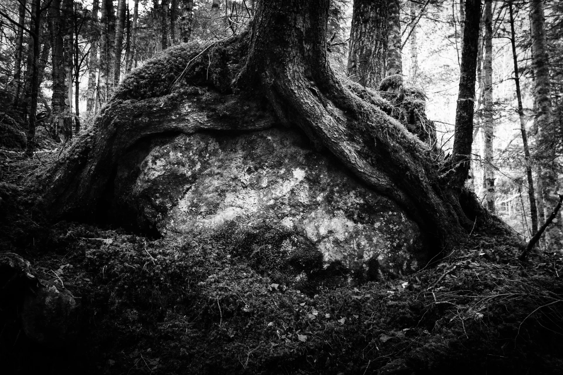Deep Forest - 29