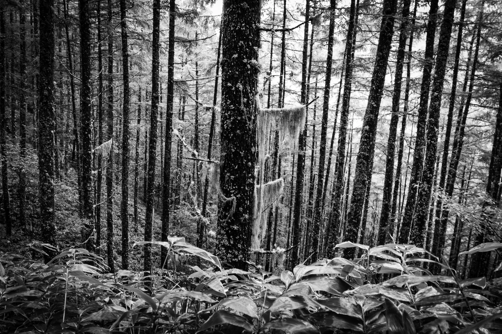 Deep Forest - 30