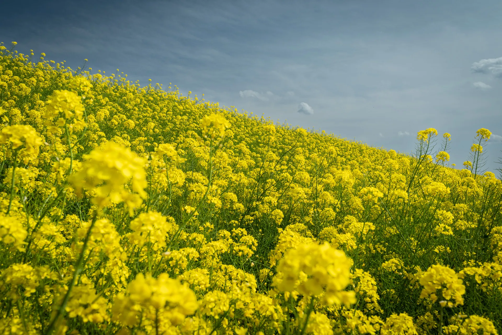 Flowerscape - 20