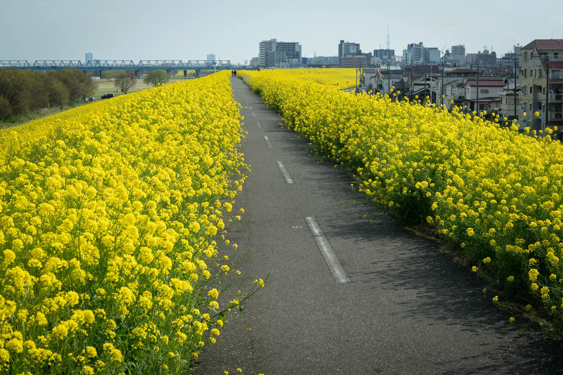 Flowerscape - 21