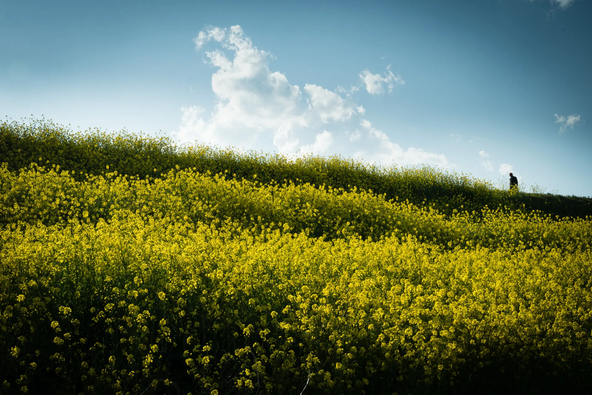Flowerscape - 23