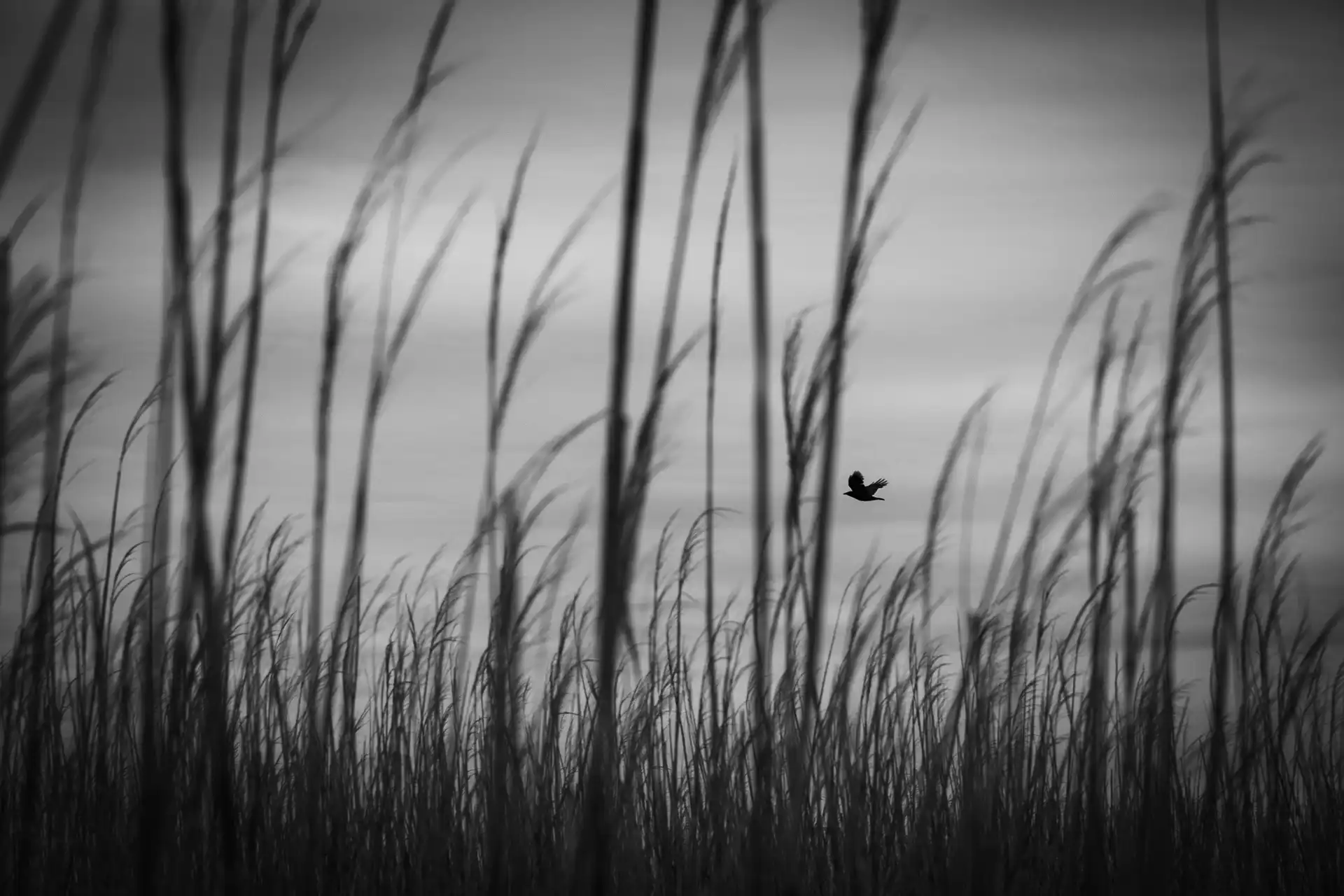 Crow - 1