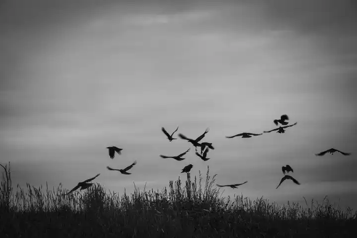 Crow