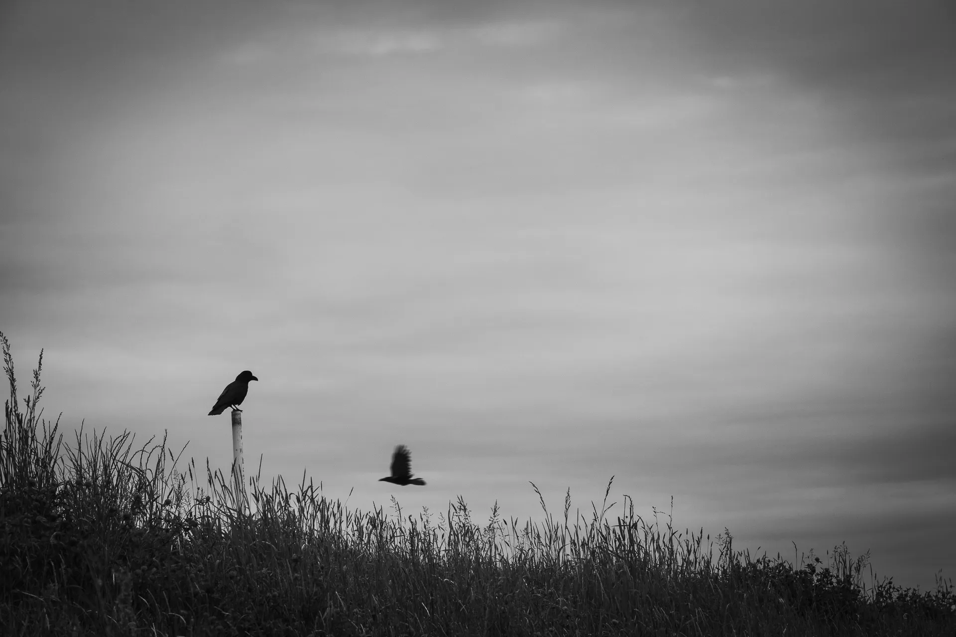 Crow - 3