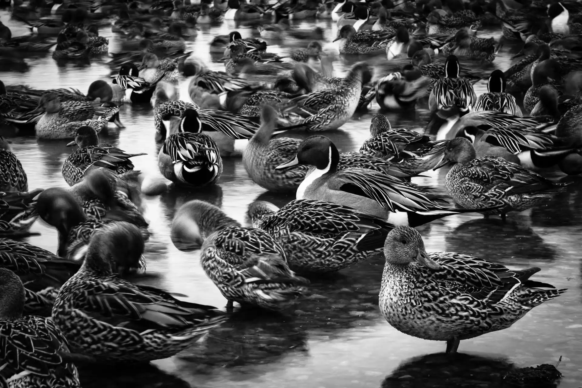 Birdland - 20