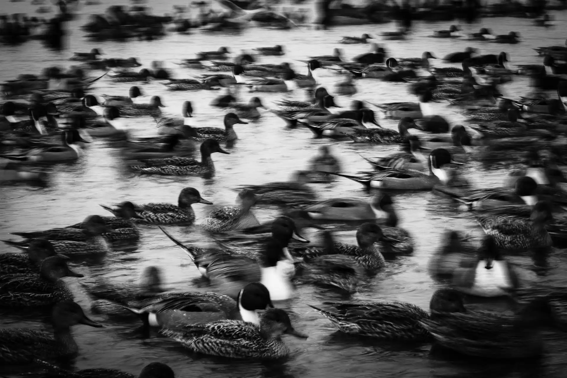 Birdland - 21