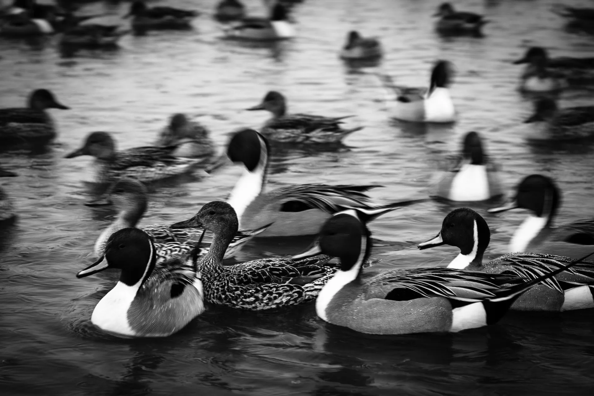 Birdland - 22