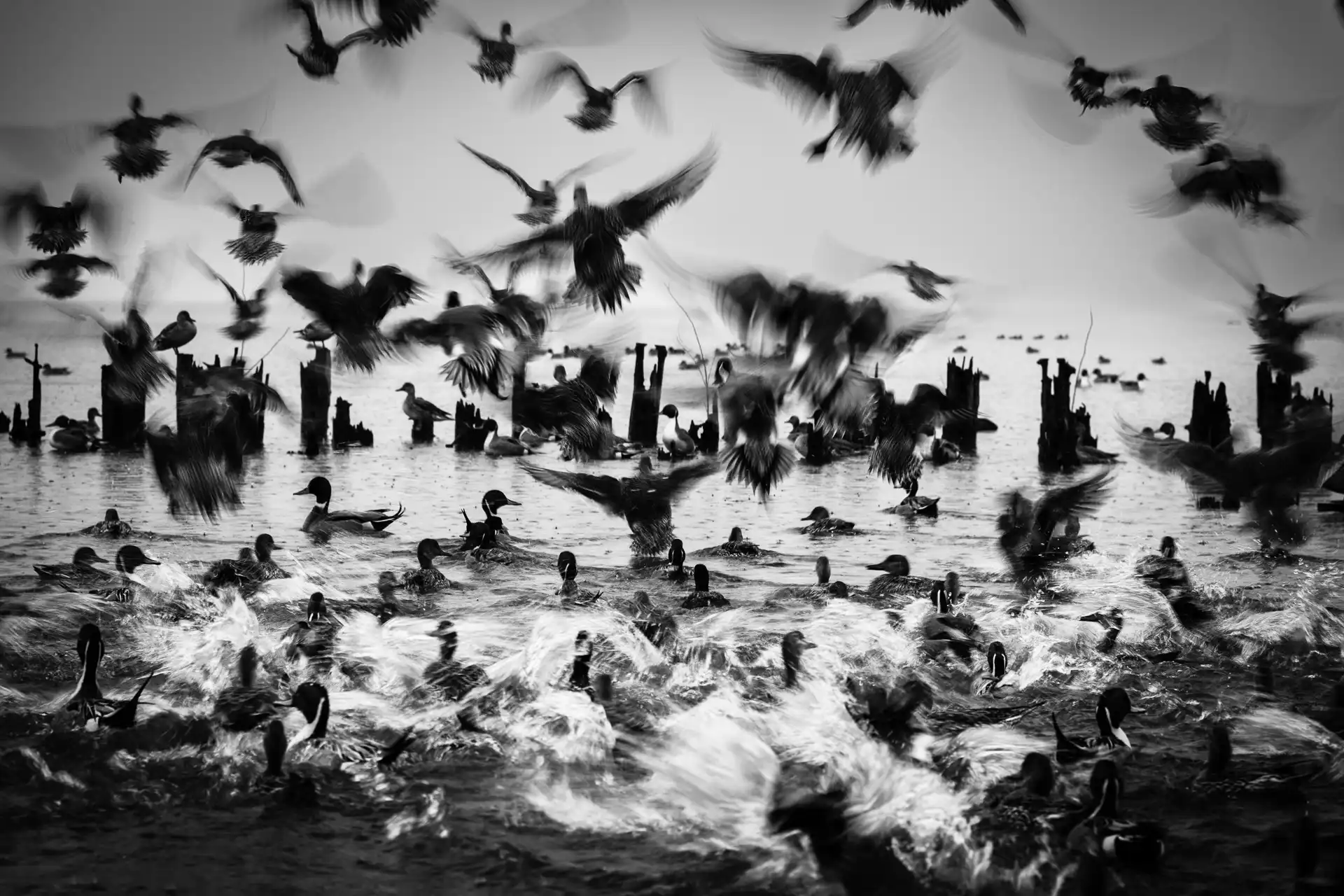 Birdland - 23