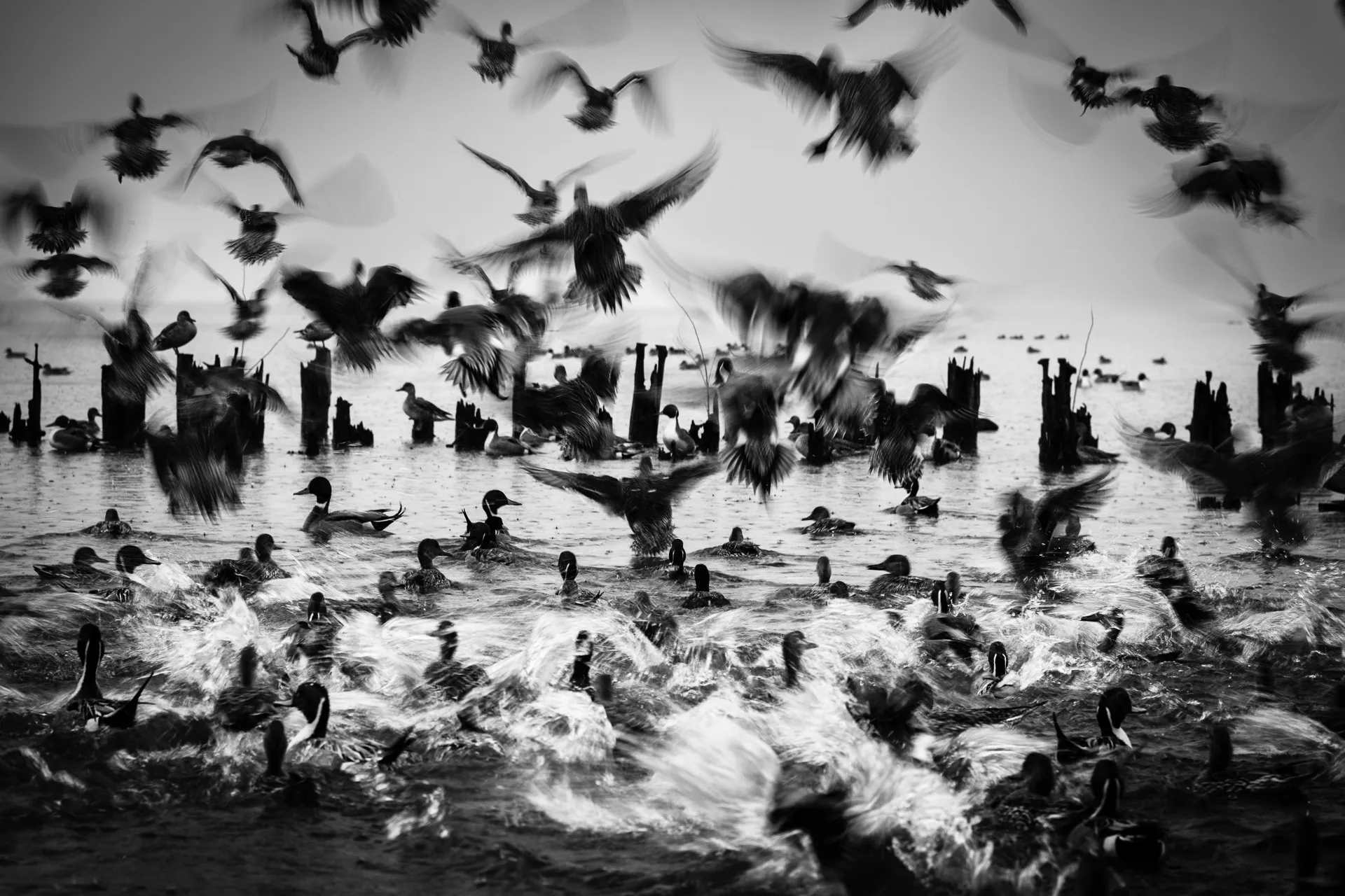 Birdland - 23