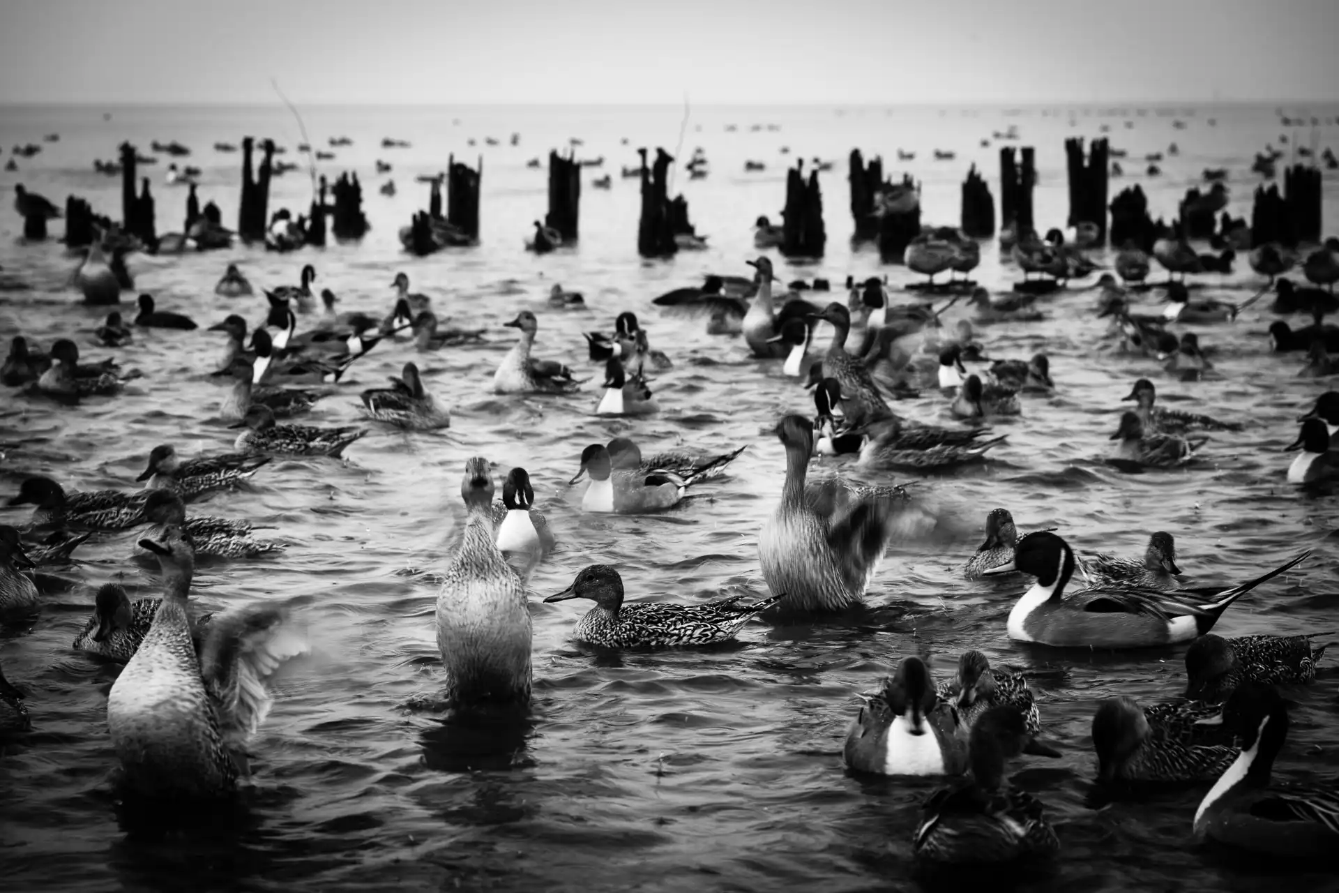 Birdland - 24