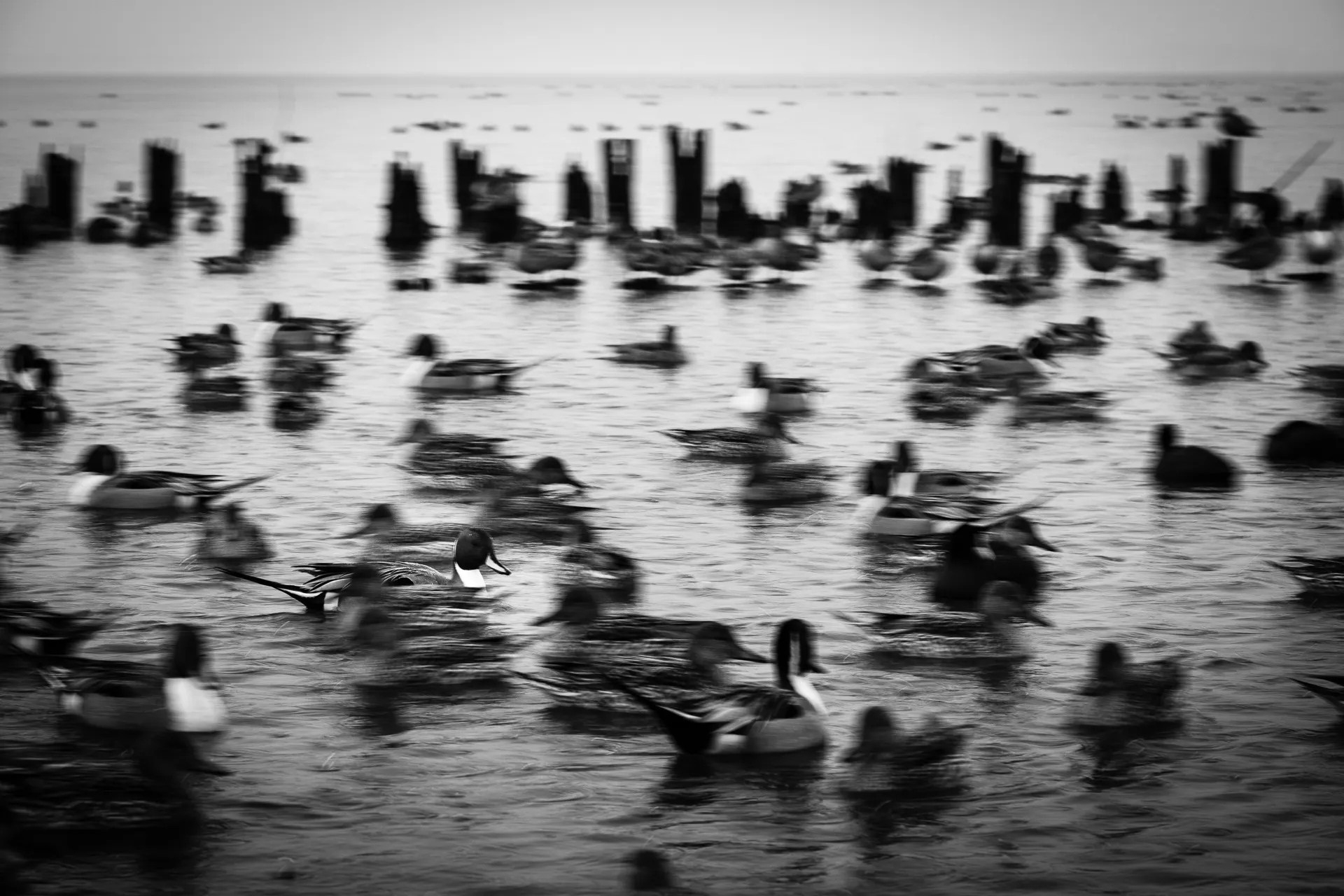 Birdland - 25