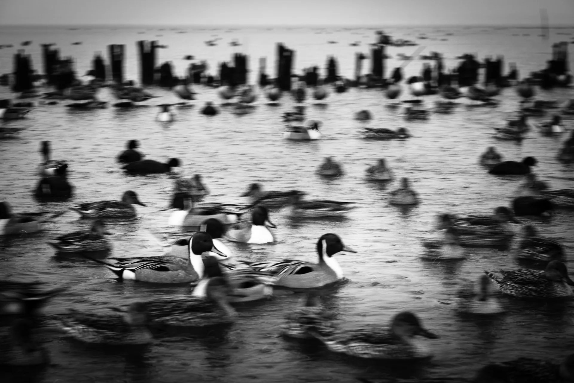 Birdland - 26