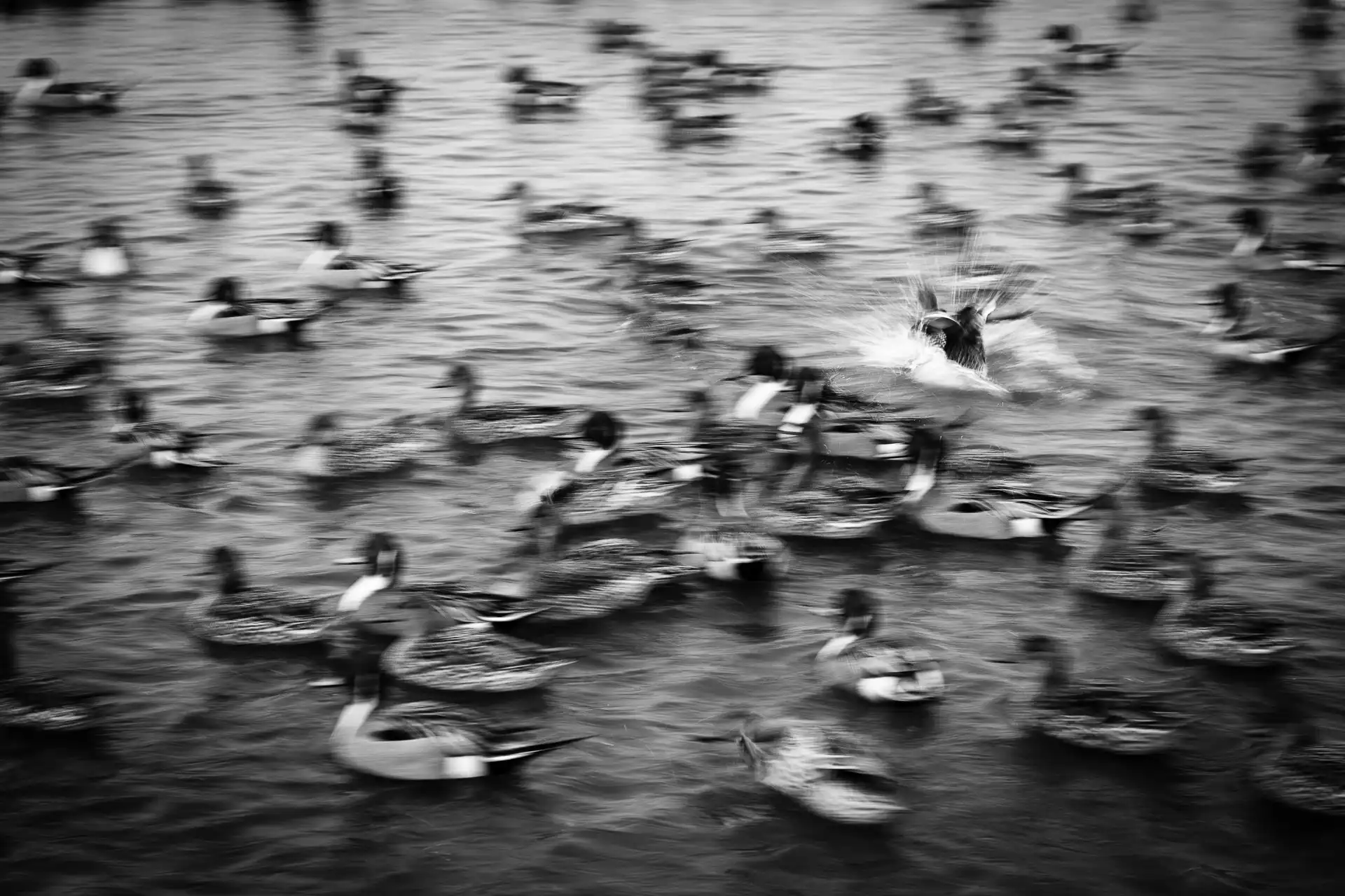 Birdland - 27